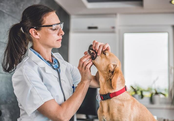 Cosa dovresti fare se il tuo animale domestico beve acqua che contiene bombe da bagno?